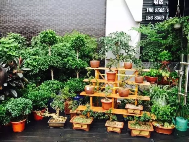 在贵州做个花房姑娘，打发慵懒时光！