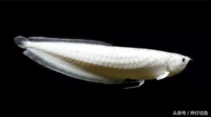 银龙鱼为什么能卖那么贵,银龙鱼真的很贵吗