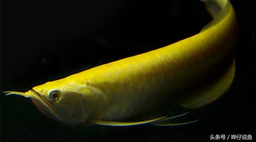 银龙鱼为什么能卖那么贵,银龙鱼真的很贵吗