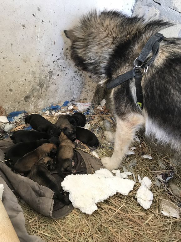 阿拉斯加为什么生了一只,阿拉斯加生了三只后不生了