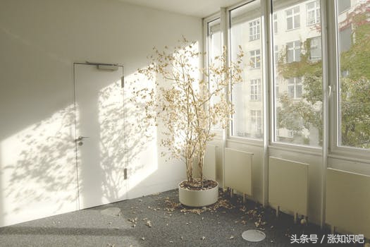 花卉除甲醛的最佳方法,什么绿植去除甲醛效果最好又好养