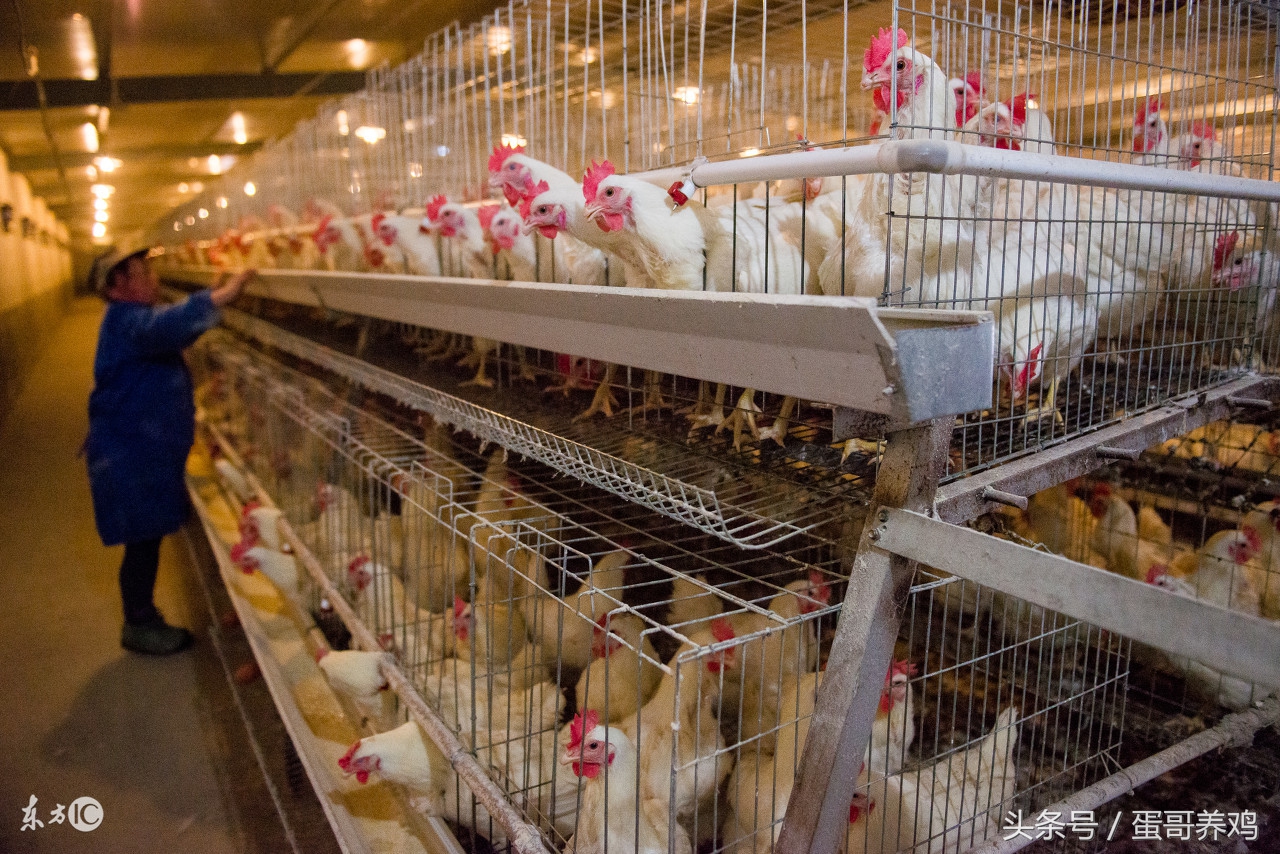 冬季鸡舍保温,怎样建鸡舍可以保温又通风