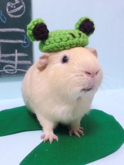 豚鼠是啮齿类动物吗,荷兰猪豚鼠自愈