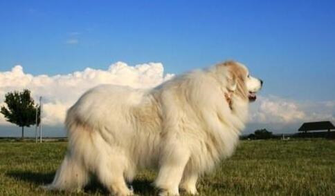 大白熊幼犬和金毛幼犬怎么区分,如何挑选大白熊犬