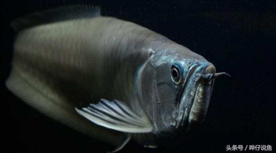 银龙鱼为什么能卖那么贵,银龙鱼真的很贵吗