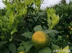 柑橘防日灼的正确方法,柑橘日灼病怎样解决用什么肥