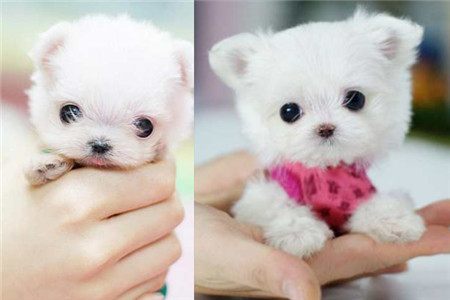 茶杯犬的养法和注意事项,茶杯犬怎么样好养吗