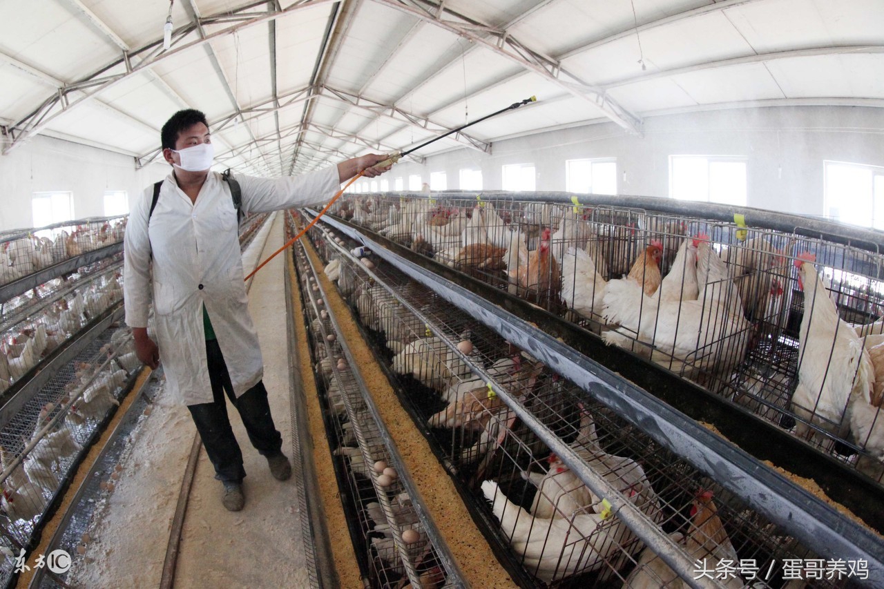 冬季鸡舍保温,怎样建鸡舍可以保温又通风