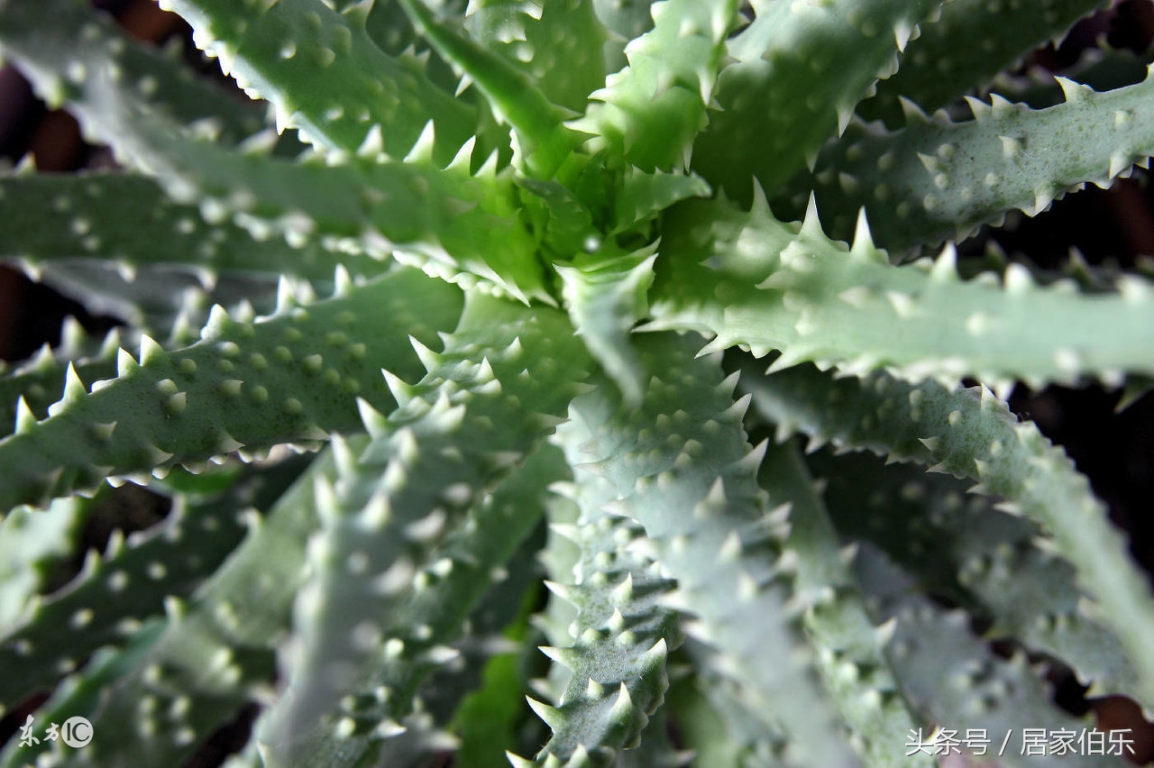 发财树冻死还能救活么,冬天枯萎的发财树怎么救活