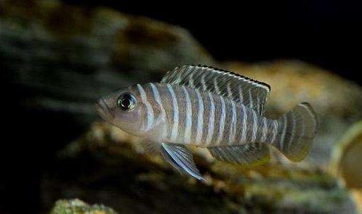 动物学中动物的进化历程,动物进化的历程是什么