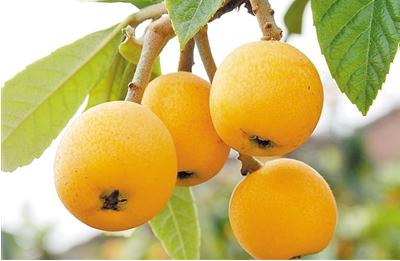 肺热的人吃什么食物好,肺热适合吃什么食物