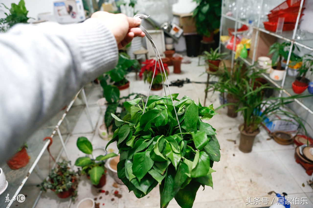 发财树冻死还能救活么,冬天枯萎的发财树怎么救活