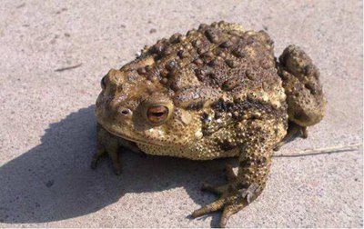 袁世凯做皇帝只做了83天却把命搭进去，他是死于尿毒症吗？