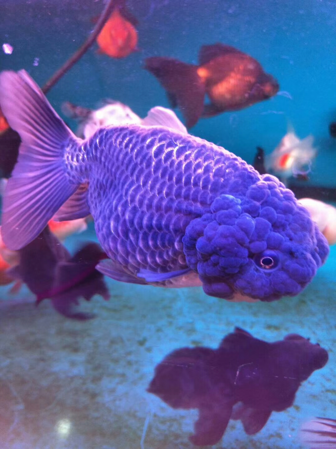 锦鲤鱼金鱼品种图谱大全,最便宜的金鱼是什么品种