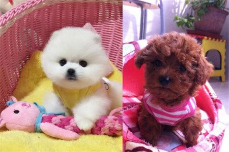 茶杯犬的养法和注意事项,茶杯犬怎么样好养吗