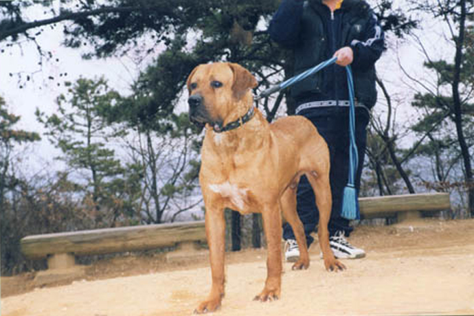 第一猛犬泰迪,泰迪看见猛犬