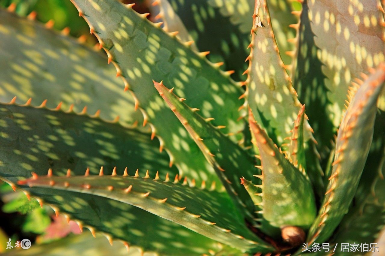 发财树冻死还能救活么,冬天枯萎的发财树怎么救活