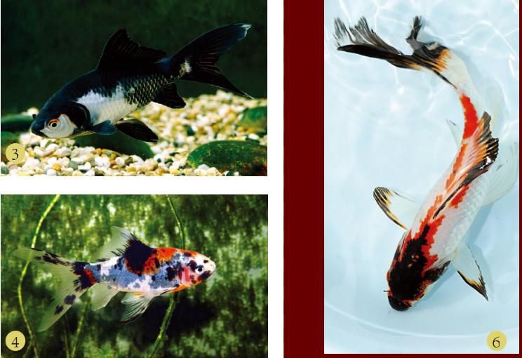 锦鲤鱼金鱼品种图谱大全,最便宜的金鱼是什么品种