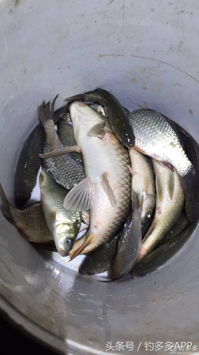 新手钓鱼一学就会,学钓鱼没点狠劲还真不行
