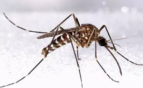 蚊子防蚊措施,强降雨过后如何防蚊灭蚊