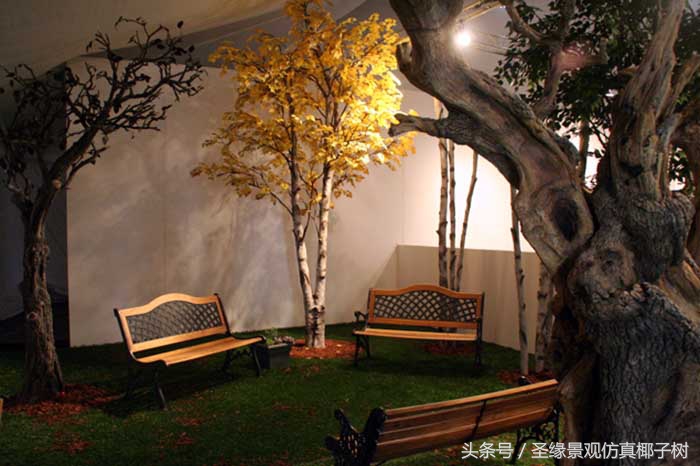 白桦俄罗斯国树,白桦树国树