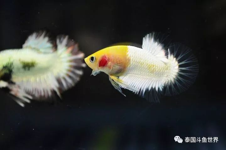 泰国斗鱼拍卖现场,泰国斗鱼拍卖平台有哪些