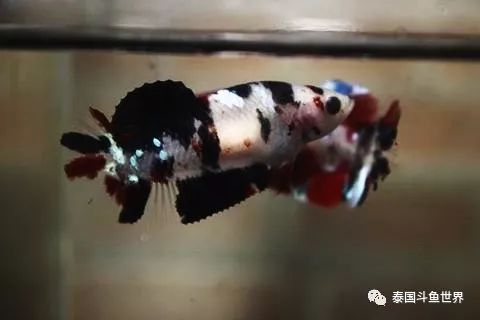 泰国斗鱼拍卖现场,泰国斗鱼拍卖平台有哪些