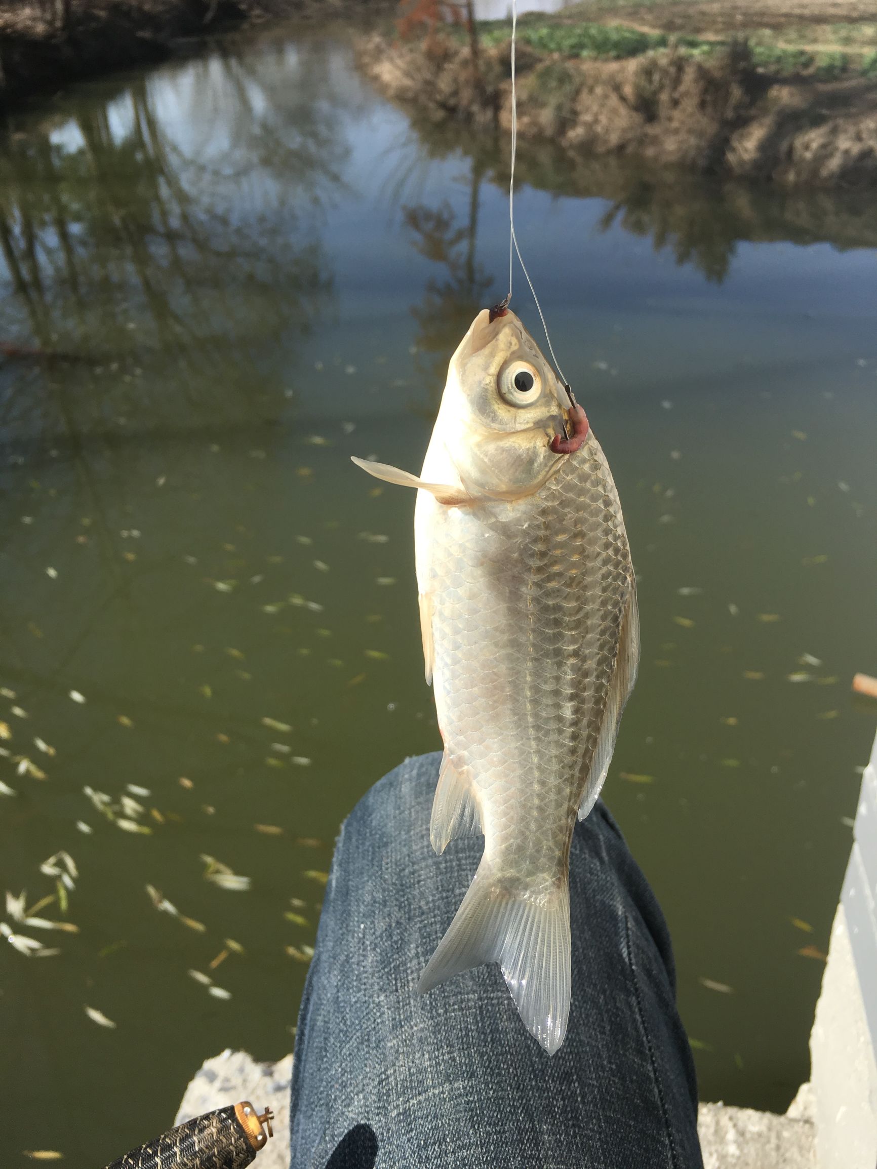 冬季-6℃—4℃大晴天钓鱼，钓友们你们猜渔获会怎么样呢？