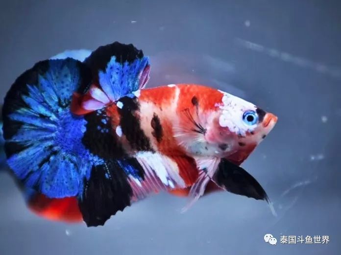 泰国斗鱼拍卖现场,泰国斗鱼拍卖平台有哪些