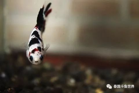 泰国斗鱼拍卖现场,泰国斗鱼拍卖平台有哪些