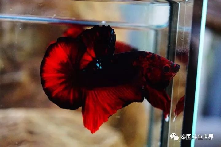 泰国斗鱼拍卖现场,泰国斗鱼拍卖平台有哪些