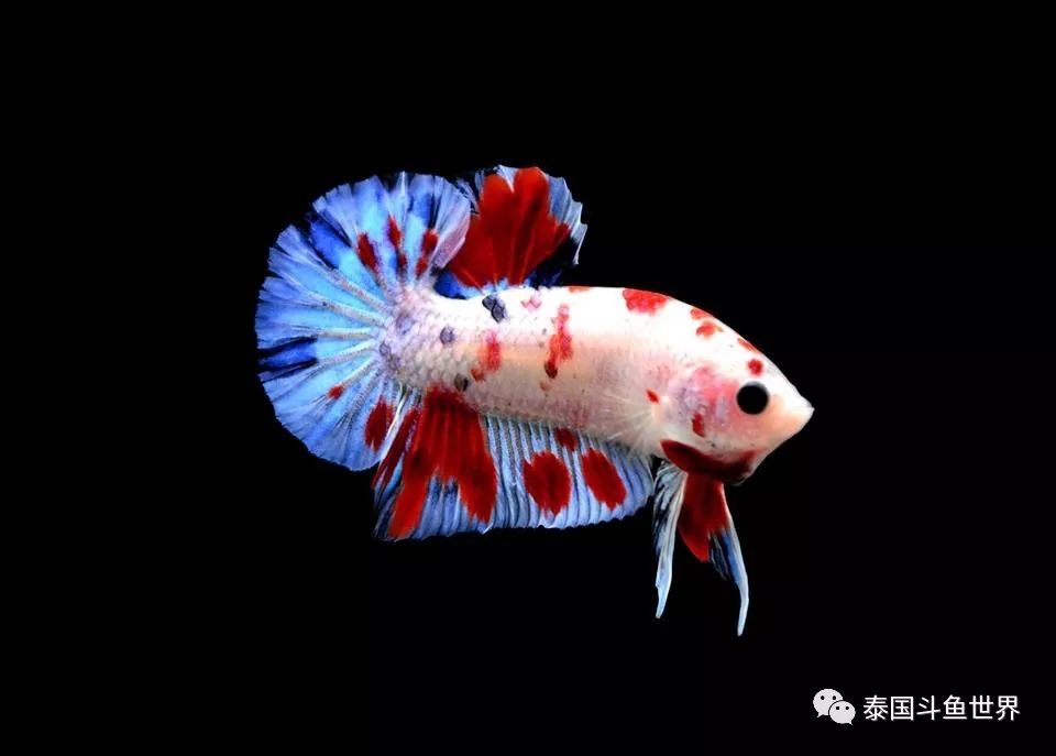 泰国斗鱼拍卖现场,泰国斗鱼拍卖平台有哪些