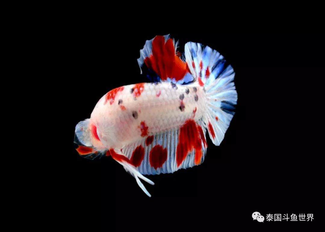 泰国斗鱼拍卖现场,泰国斗鱼拍卖平台有哪些