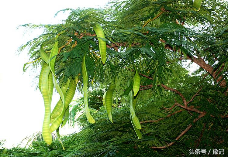 以前化妆品根本不用买，从树上摘一把，洗脸洗头都是纯天然好东西