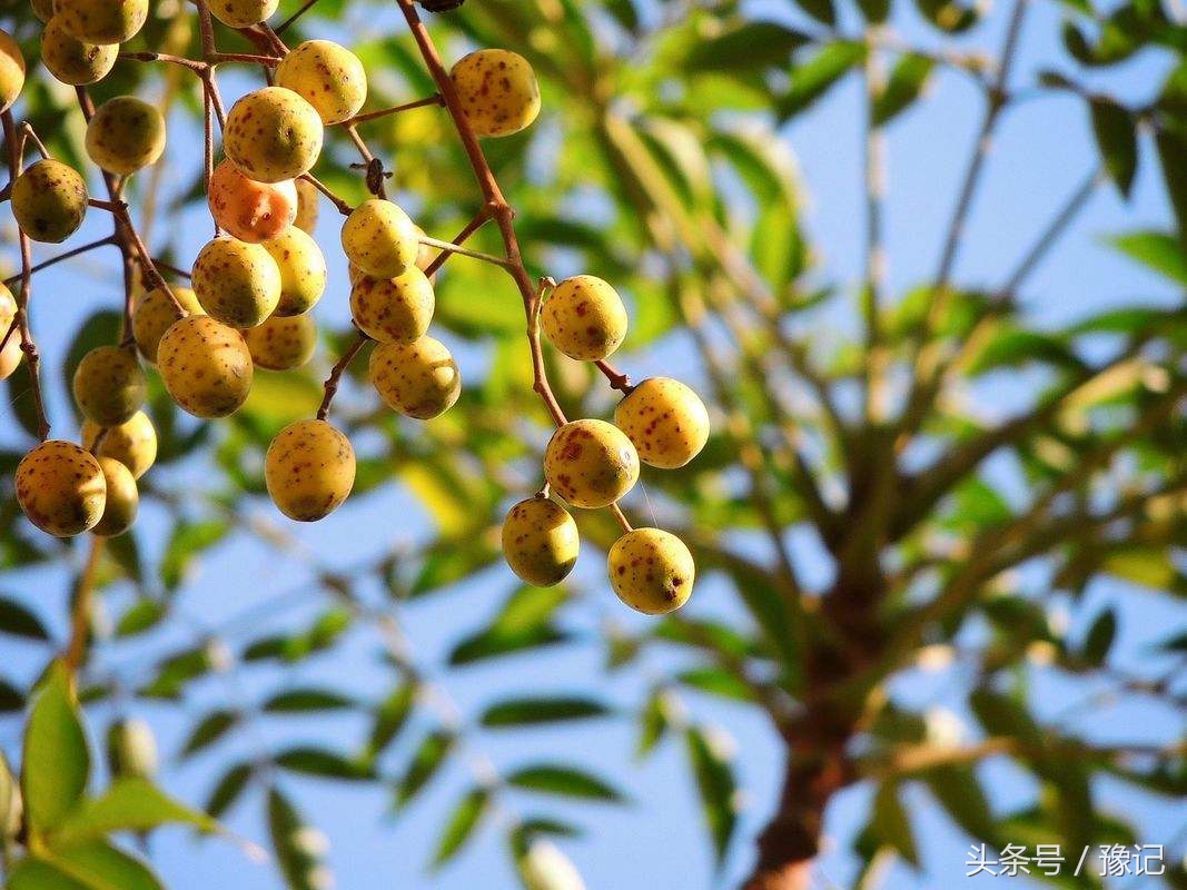 以前化妆品根本不用买，从树上摘一把，洗脸洗头都是纯天然好东西