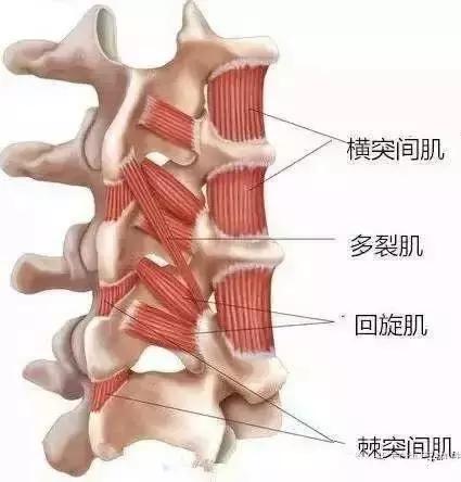 腰背痛什么锻炼方法能恢复,长期久坐腰背肌疼痛怎么锻炼