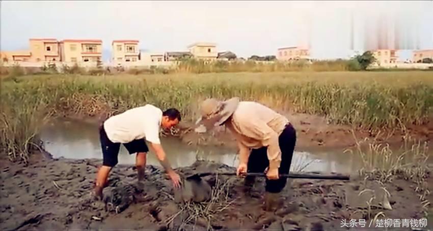 泥土里野生的美味,泥地里的野生美味