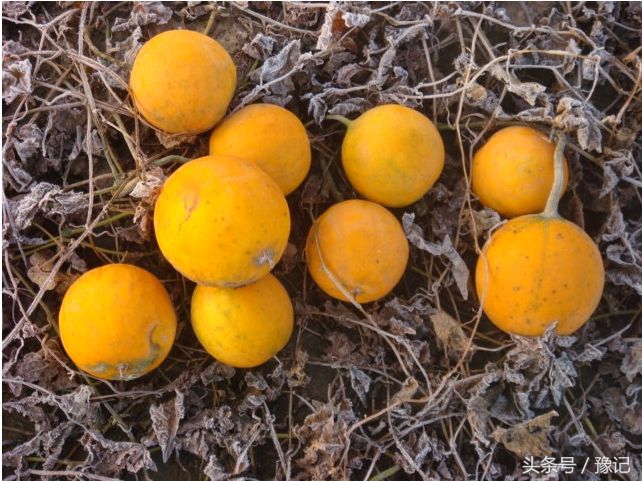 以前化妆品根本不用买，从树上摘一把，洗脸洗头都是纯天然好东西