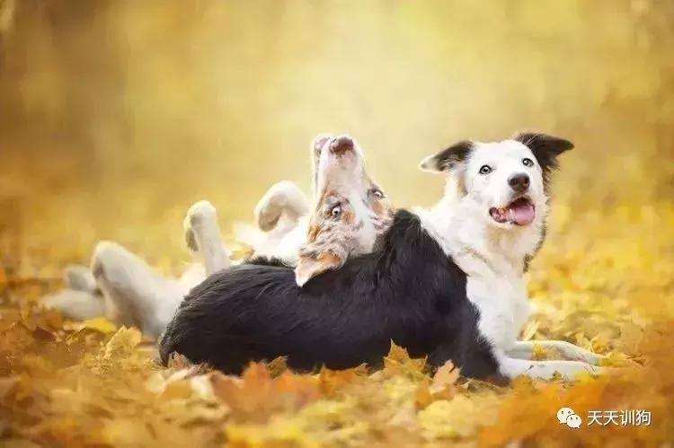 狗狗有泪痕怎么办比熊,狗狗有泪痕怎么办拉布拉多