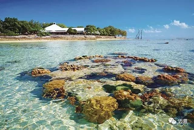 海洋之花珊瑚,大堡礁人工珊瑚