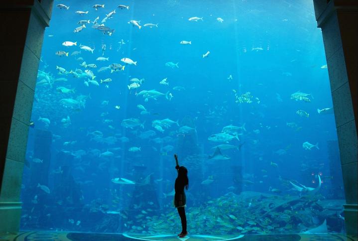 迪拜土豪真多街上全是豪车,迪拜土豪除了豪车还有什么