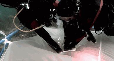 海洋之花珊瑚,大堡礁人工珊瑚