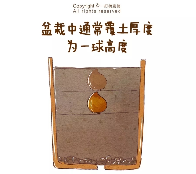 你也想拥有一个繁花似锦的春天？有这份球根种植笔记就够了