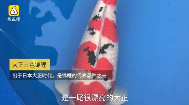 天呢！一条鱼的价格竟然可以买苏州一套房！