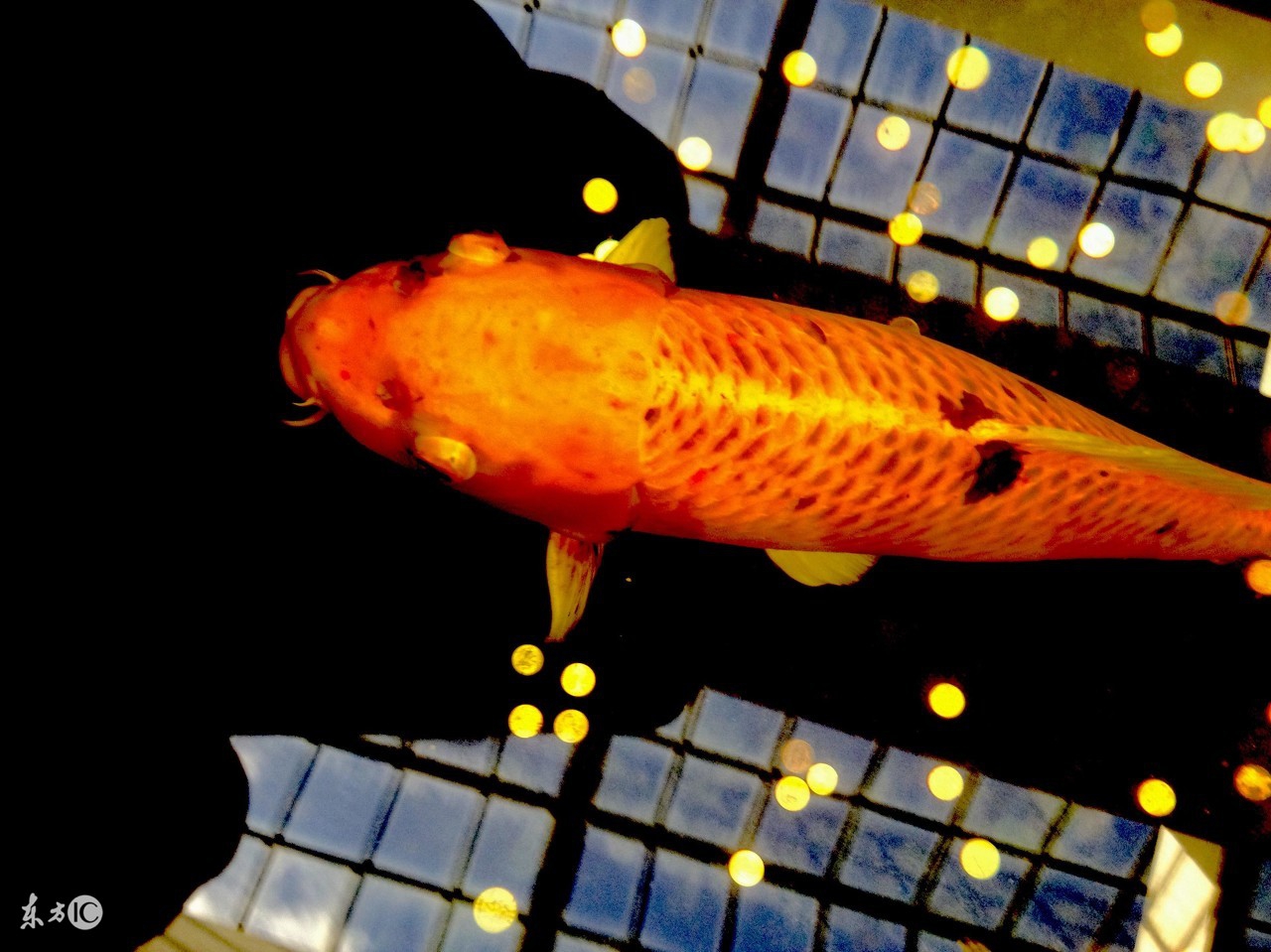 养风水鱼的十大禁忌,养风水鱼真的有用吗