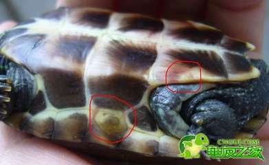 乌龟生病了怎么办？最全面的疾病治疗方法快快看看救小龟一命！