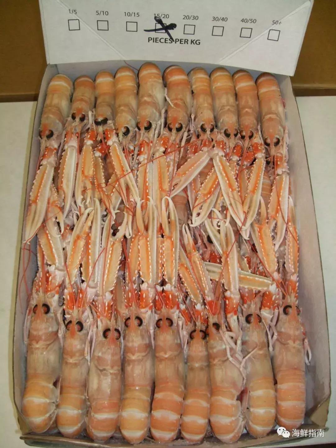 海鳌虾极品刺身,新西兰最好吃的海鳌虾