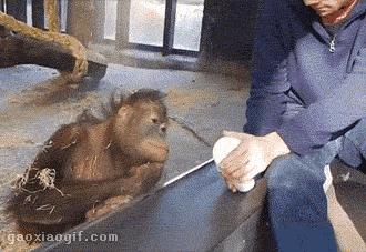 萨摩与哈士奇兄弟绝对是史上最逗B的组合