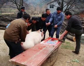 东北杀猪菜为什么在南方很少人吃,乡土东北杀猪菜