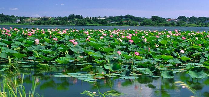 荷花是我国国花吗,印度为什么把荷花称为国花